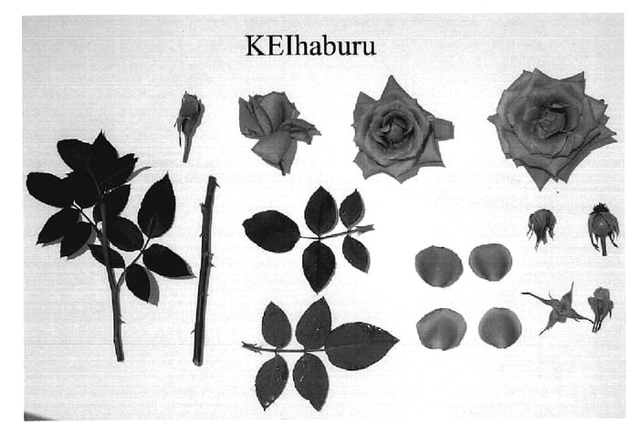 Figure 1 of US plant patent PP19509, the photograph of Keihaburu printed in the patent.