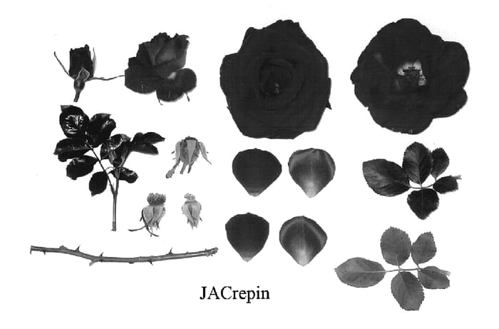 Figure 1 of US plant patent PP19510, the photograph of Jacrepin printed in the patent.