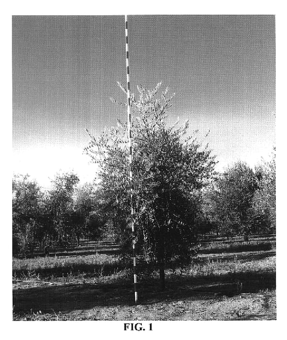 Figure 1 of US plant patent PP19511, the photograph of Chiquitita printed in the patent.