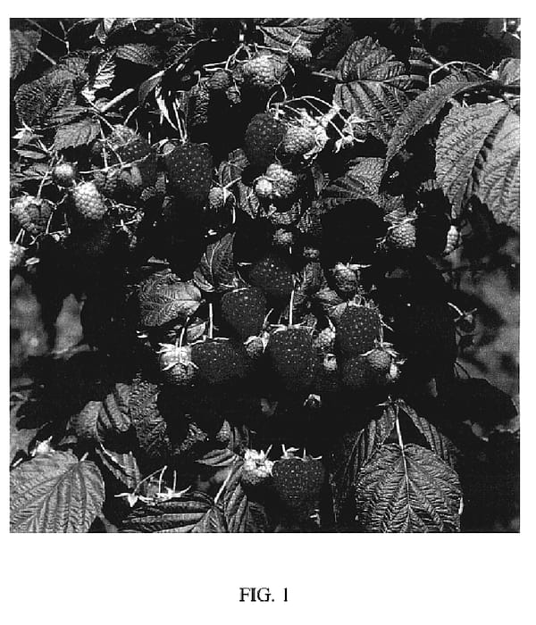 Figure 1 of US plant patent PP19512, the photograph of Rafzaqu printed in the patent.
