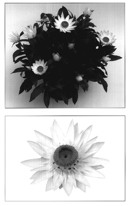 Figure 1 of US plant patent PP19513, the photograph of Flobrasat printed in the patent.