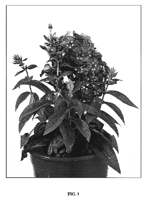 Figure 1 of US plant patent PP19514, the photograph of Purple Kiss printed in the patent.