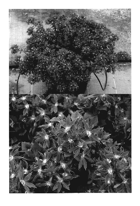 Figure 1 of US plant patent PP19515, the photograph of Bonscablue printed in the patent.