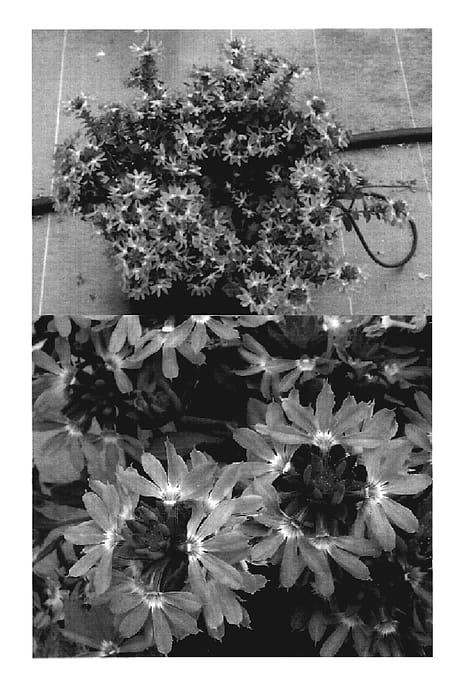 Figure 1 of US plant patent PP19516, the photograph of Bonscalib printed in the patent.