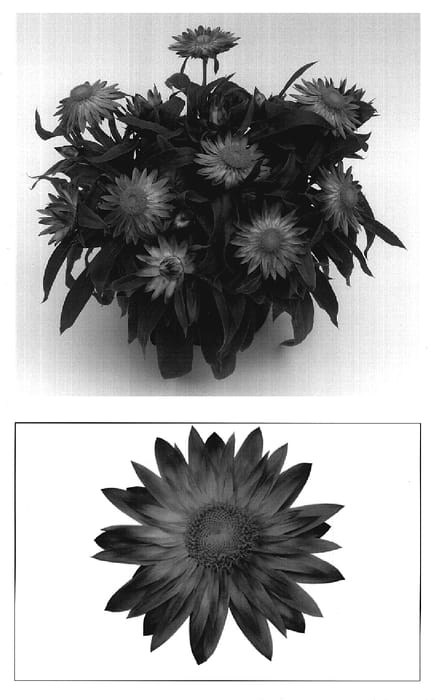 Figure 1 of US plant patent PP19517, the photograph of Flobraele printed in the patent.