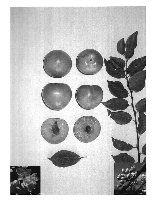 Figure 1 of US plant patent PP19518, the photograph of Yellowsweet II printed in the patent.