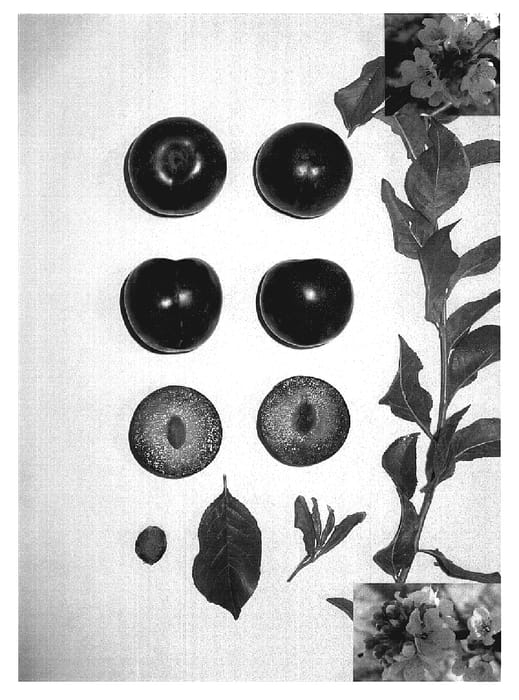Figure 1 of US plant patent PP19519, the photograph of Apriplum III printed in the patent.