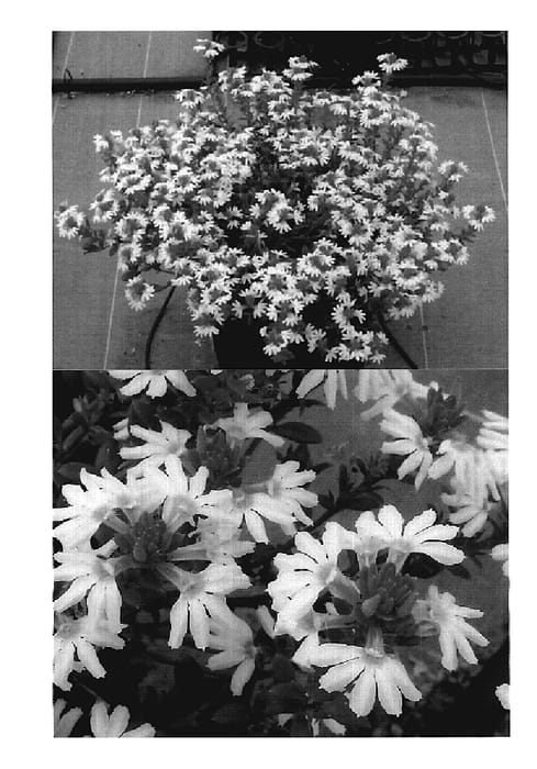 Figure 1 of US plant patent PP19520, the photograph of Bonscawi printed in the patent.