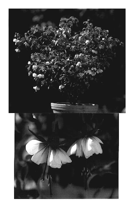 Figure 1 of US plant patent PP19521, the photograph of Sanifreho printed in the patent.