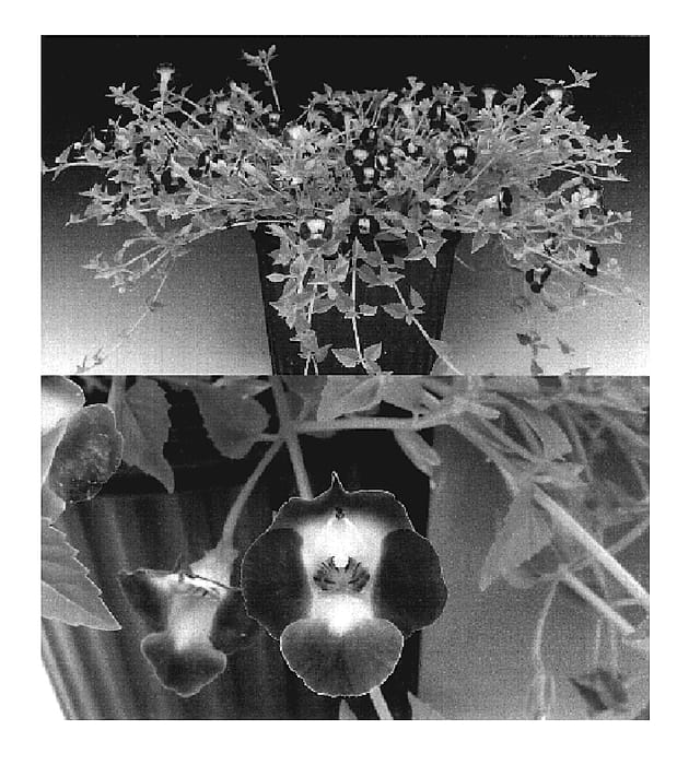 Figure 1 of US plant patent PP19522, the photograph of Sunrenicobaio printed in the patent.