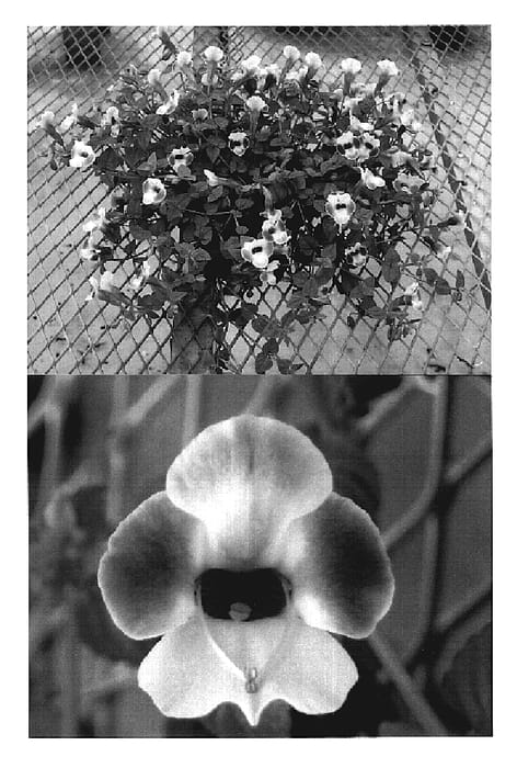 Figure 1 of US plant patent PP19523, the photograph of Sunreniripin printed in the patent.