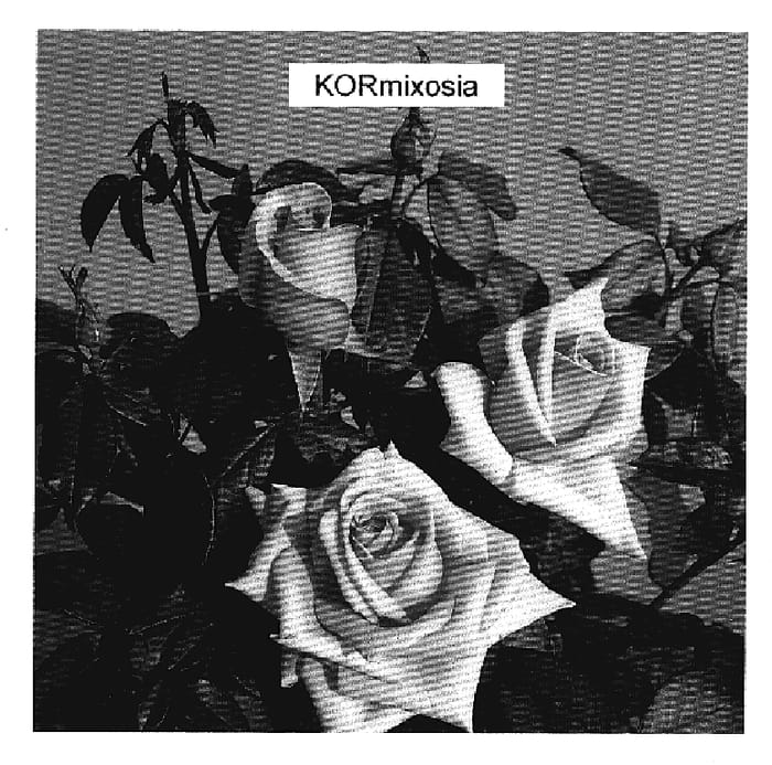 Figure 1 of US plant patent PP19524, the photograph of KORmixosia printed in the patent.
