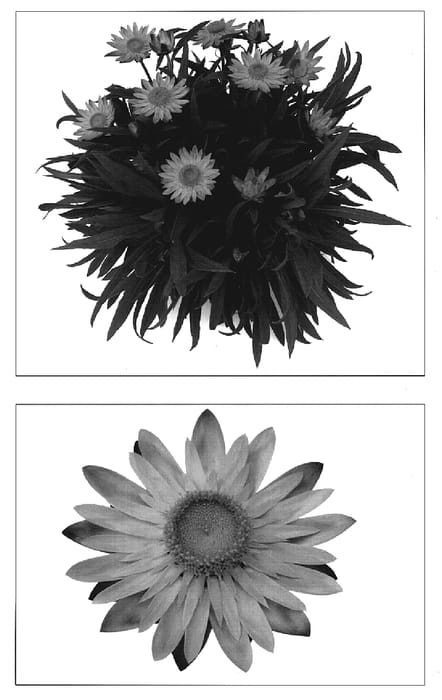 Figure 1 of US plant patent PP19525, the photograph of Flobramam printed in the patent.