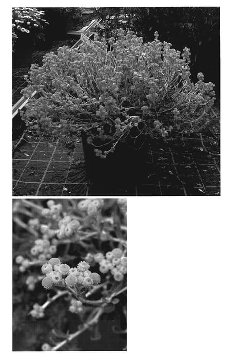 Figure 1 of US plant patent PP19526, the photograph of FLOCHRDEF printed in the patent.