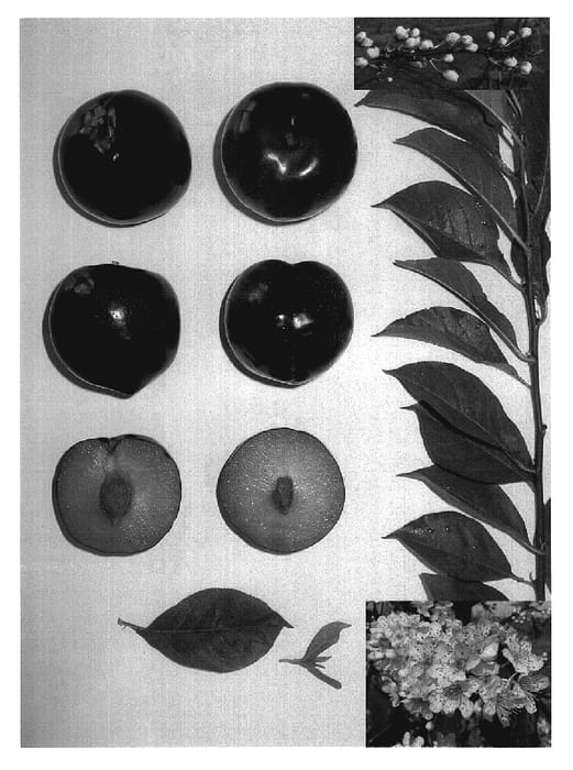Figure 1 of US plant patent PP19527, the photograph of Black Majesty printed in the patent.