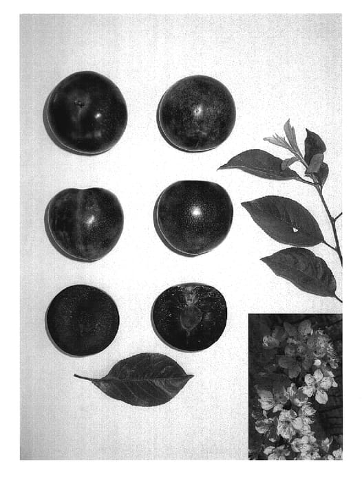 Figure 1 of US plant patent PP19528, the photograph of Plumsweet X printed in the patent.