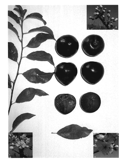 Figure 1 of US plant patent PP19529, the photograph of Apriplum VII printed in the patent.