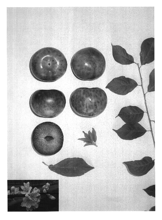 Figure 1 of US plant patent PP19530, the photograph of Plumsweet XIII printed in the patent.