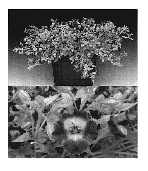 Figure 1 of US plant patent PP19531, the photograph of Sunrenicoame printed in the patent.