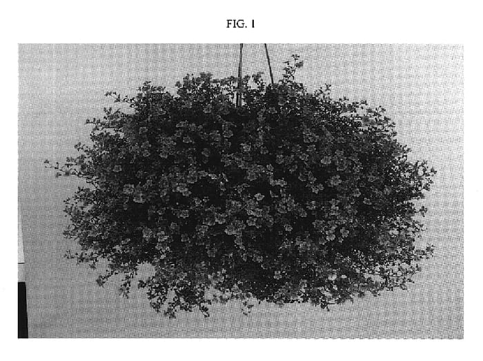Figure 1 of US plant patent PP19532, the photograph of DANBRIT4 printed in the patent.