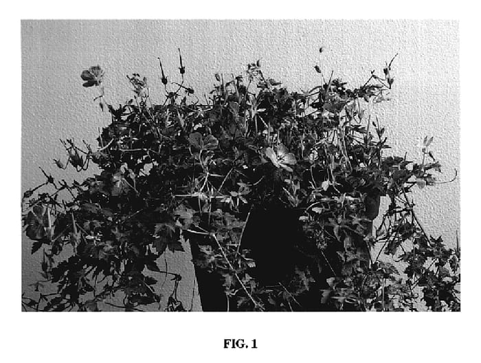 Figure 1 of US plant patent PP19533, the photograph of Sweet Heidy printed in the patent.