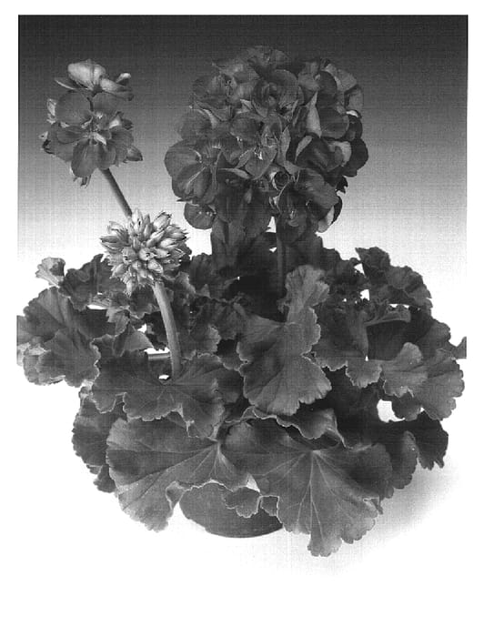 Figure 1 of US plant patent PP19534, the photograph of Zonadarowite printed in the patent.