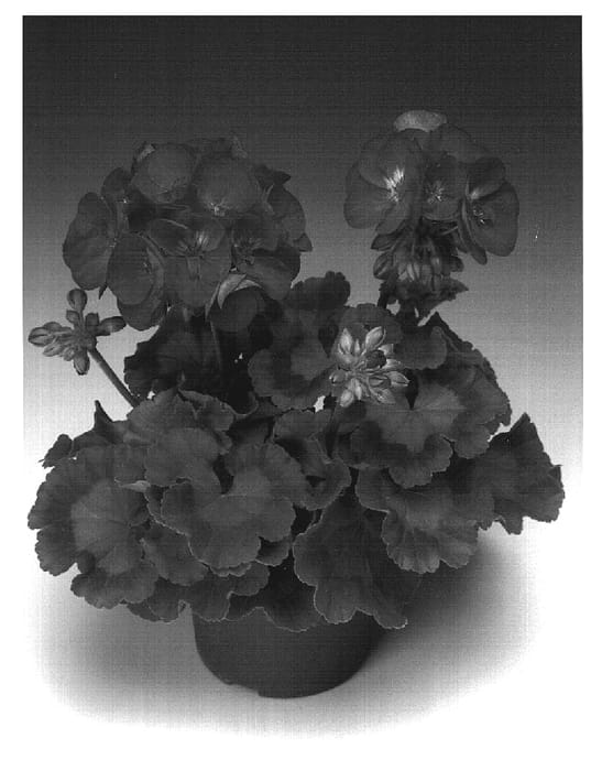 Figure 1 of US plant patent PP19535, the photograph of Zodarowie printed in the patent.