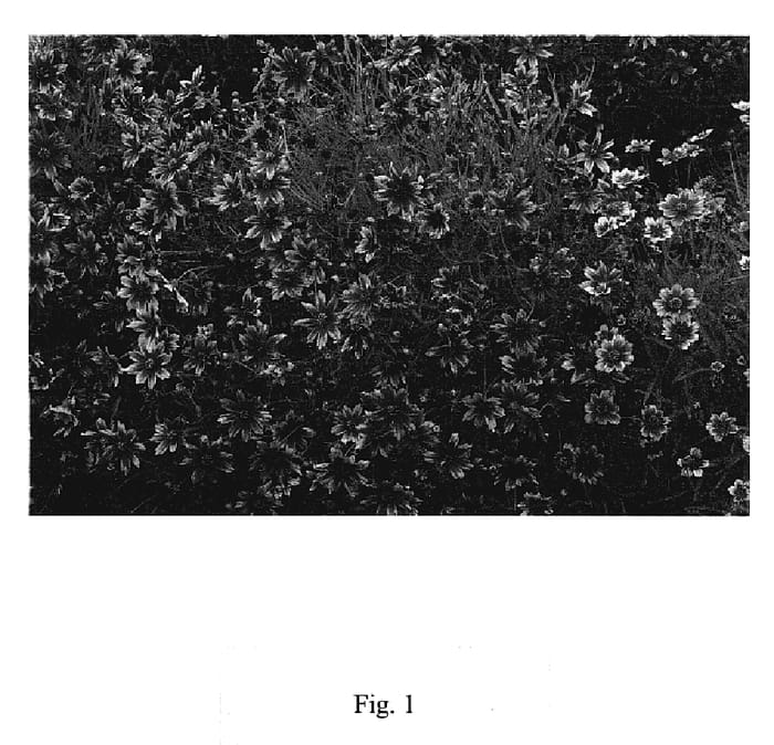 Figure 1 of US plant patent PP19536, the photograph of Tahitian Sun printed in the patent.