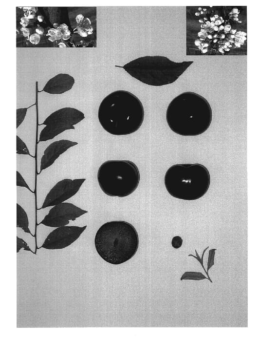 Figure 1 of US plant patent PP19537, the photograph of Blackred I printed in the patent.