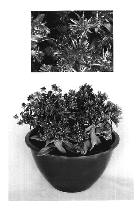 Figure 1 of US plant patent PP19538, the photograph of Vibrant Dome printed in the patent.
