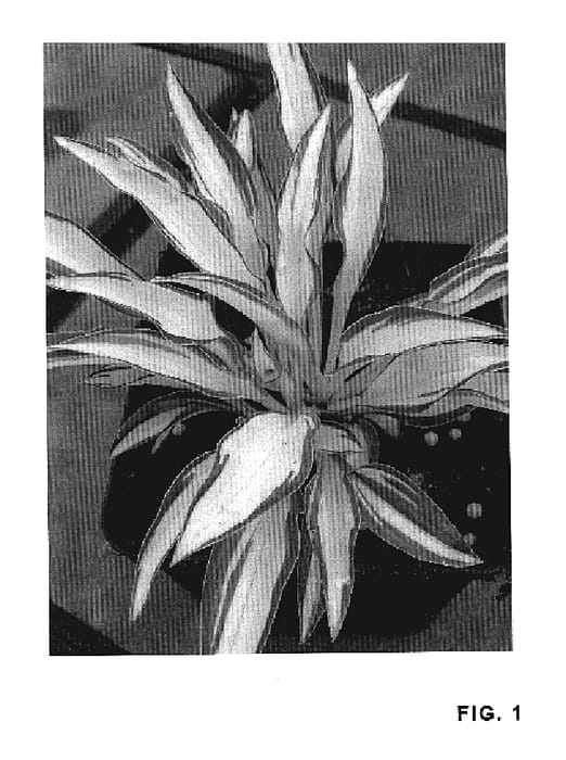 Figure 1 of US plant patent PP19539, the photograph of Little Jay printed in the patent.