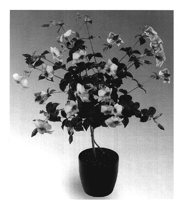Figure 1 of US plant patent PP19540, the photograph of Caramel Blush printed in the patent.