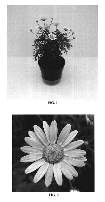 Figure 1 of US plant patent PP19541, the photograph of Bonmadpipa printed in the patent.