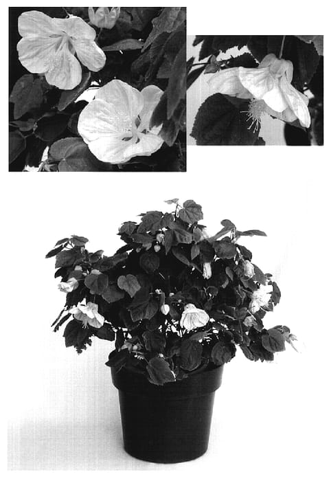 Figure 1 of US plant patent PP19542, the photograph of ABU001 printed in the patent.