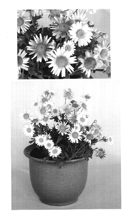 Figure 1 of US plant patent PP19543, the photograph of HH140 printed in the patent.