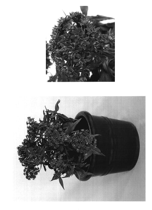 Figure 1 of US plant patent PP19544, the photograph of DPVG printed in the patent.