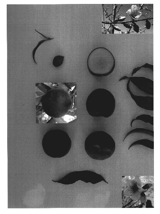 Figure 1 of US plant patent PP19545, the photograph of Princess Time printed in the patent.