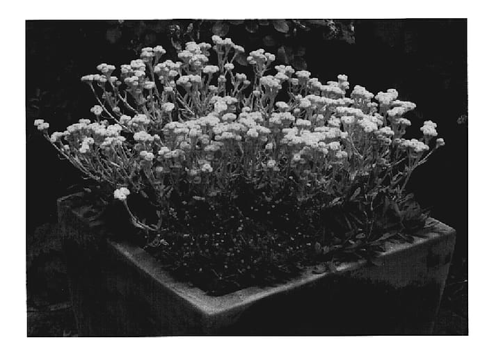 Figure 1 of US plant patent PP19546, the photograph of Silsun printed in the patent.