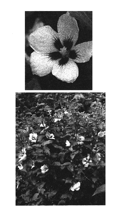 Figure 1 of US plant patent PP19547, the photograph of Antong Two printed in the patent.