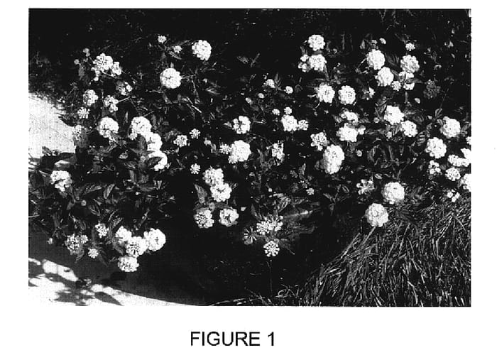 Figure 1 of US plant patent PP19548, the photograph of Chapel Hill Yellow printed in the patent.