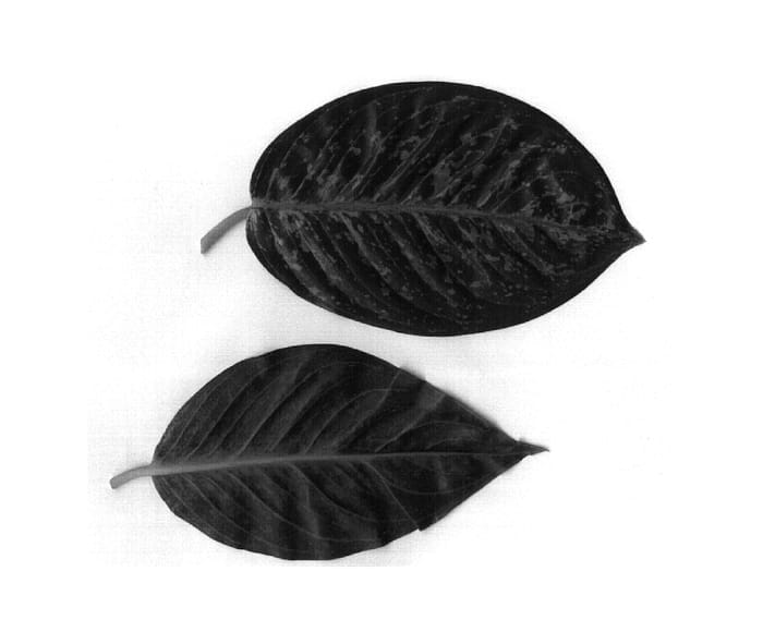 Figure 1 of US plant patent PP19549, the photograph of TWYAG0060 printed in the patent.