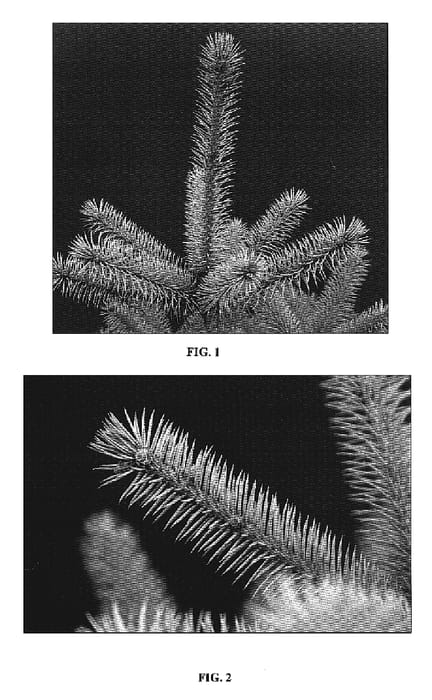 Figure 1 of US plant patent PP19550, the photograph of Blue Diamond printed in the patent.