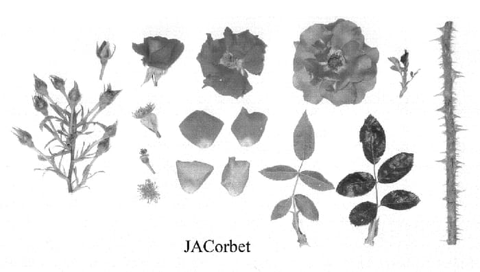Figure 1 of US plant patent PP19551, the photograph of JACorbet printed in the patent.