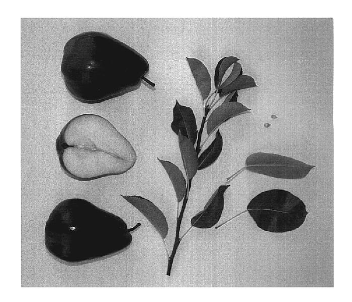 Figure 1 of US plant patent PP19552, the photograph of Lowry Red printed in the patent.