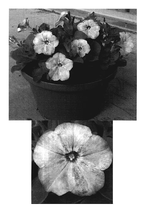 Figure 1 of US plant patent PP19553, the photograph of Kumiyama 4 printed in the patent.