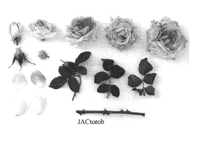 Figure 1 of US plant patent PP19554, the photograph of JACtorob printed in the patent.