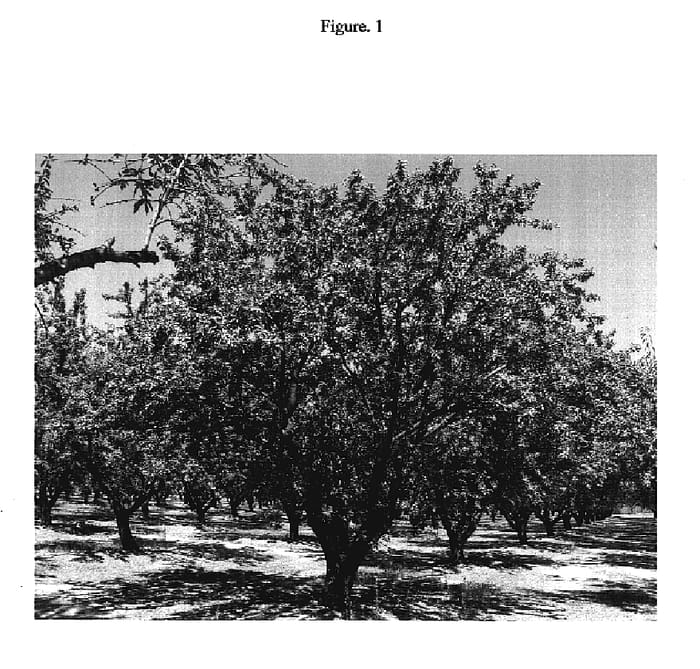 Figure 1 of US plant patent PP19555, the photograph of Folsom printed in the patent.
