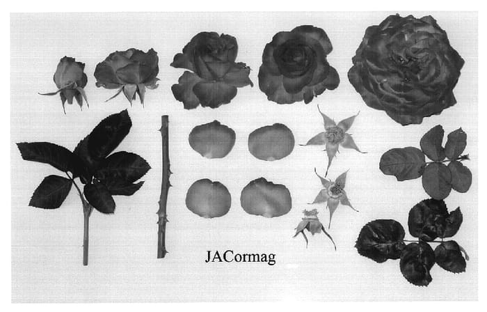 Figure 1 of US plant patent PP19556, the photograph of JACormag printed in the patent.