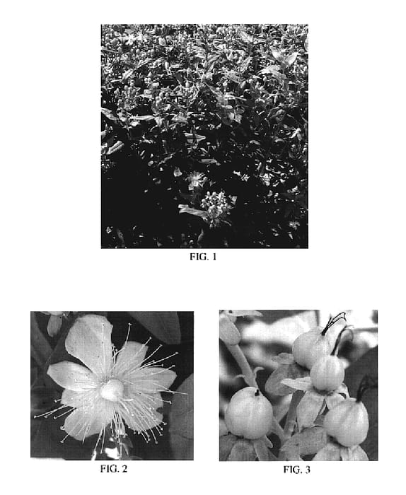 Figure 1 of US plant patent PP19557, the photograph of Seigre printed in the patent.