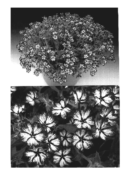 Figure 1 of US plant patent PP19558, the photograph of Sunphlotori printed in the patent.